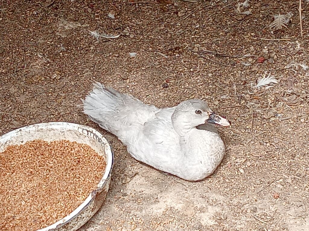 Boz rəngli ördək - Lavda ördək çıxti satışa 1 ay 15 günlük cinsi — Digərləri, Digah