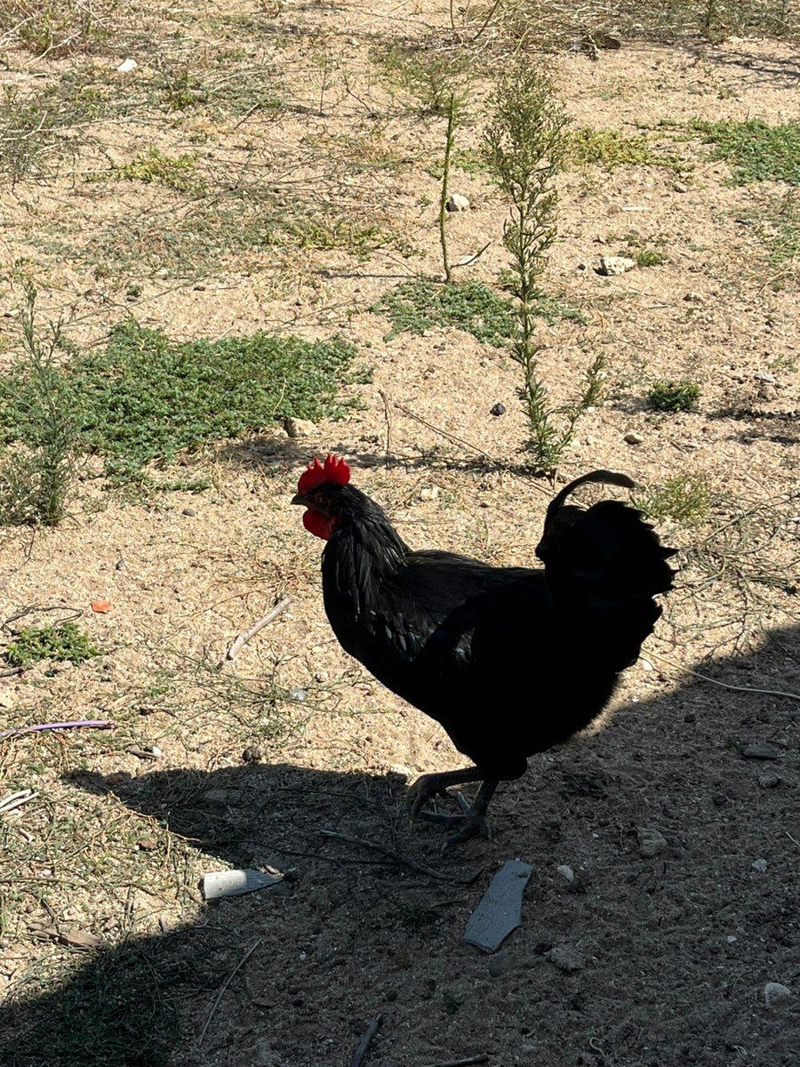 Ördəklər — Quşlar, Bakı (10)