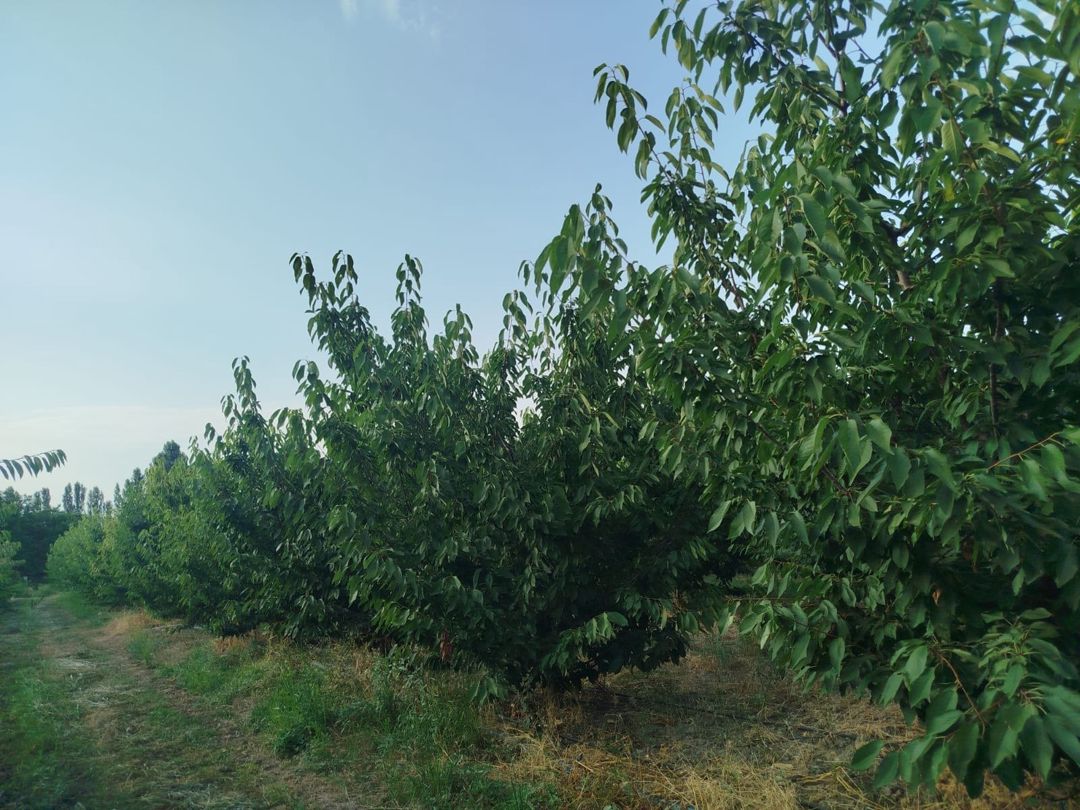 85 sot torpaq sahəsi, Qusar r — Torpaq, Qusar (6)