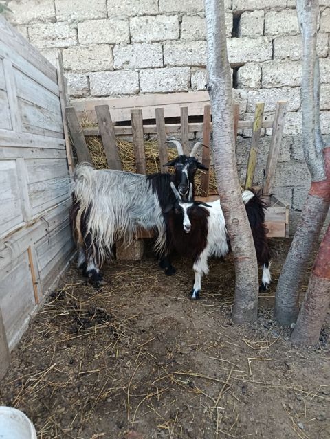 Yeyimcil heyvandılar. Keçi 3doğardı — Digah