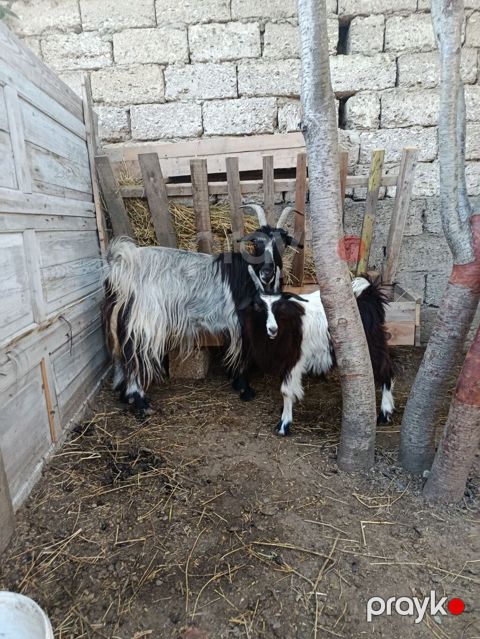 Yeyimcil heyvandılar. Keçi 3doğardı — Digah