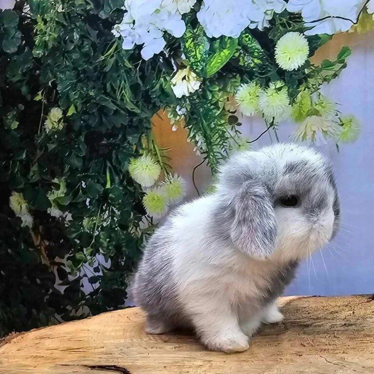 Mini lop dovşanı — Dovşanlar, Bakı (7)