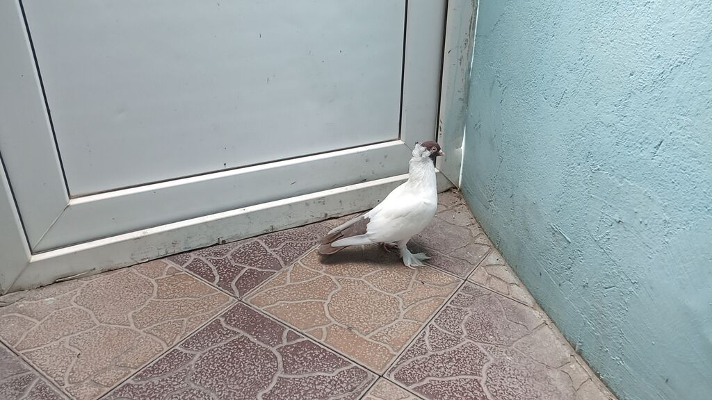 Növ: Ev göyərçini (ornamental) Rəng: Ağ gövdə, qəhvəyi baş və quyruq — Göyərçin, Bakı (2)