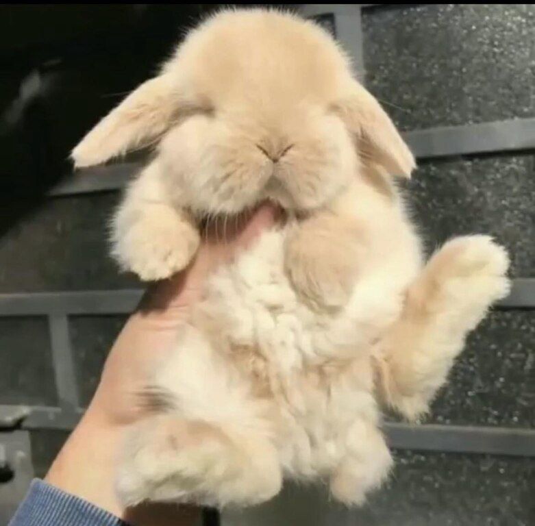 Mini lop dovşanı — Dovşanlar, Bakı (5)