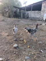 Məhsul: Yerli kənd toyuqları (cüt) Təsvir: - Şəkillərdə görülən 2 — Chickens and roosters