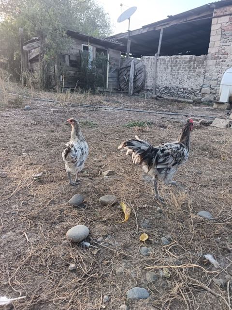 Məhsul: Yerli kənd toyuqları (cüt) Təsvir: - Şəkillərdə görülən 2 — Goranboy