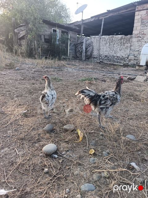 Məhsul: Yerli kənd toyuqları (cüt) Təsvir: - Şəkillərdə görülən 2 — Goranboy