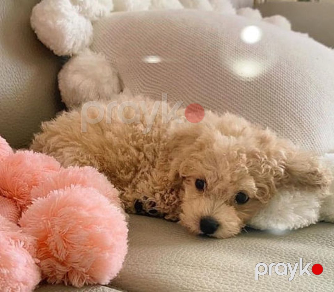 Micro Toy Poodle balaları — Köpəklər, Bakı (7)