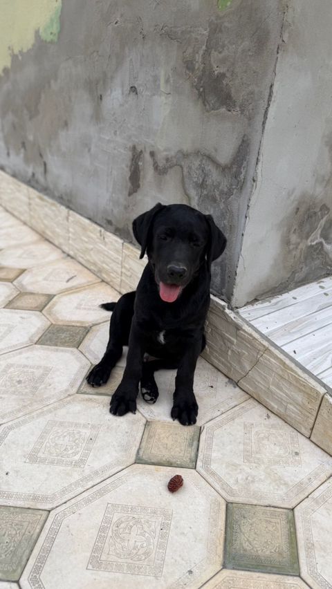 Labrador Retriver — Mingəçevir