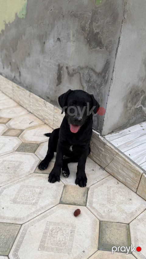 Labrador Retriver — Mingəçevir