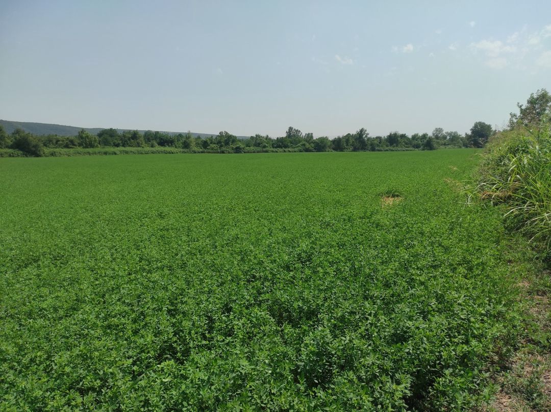 Satılır torpaq 237 sot — Torpaq, Qəbələ (3)