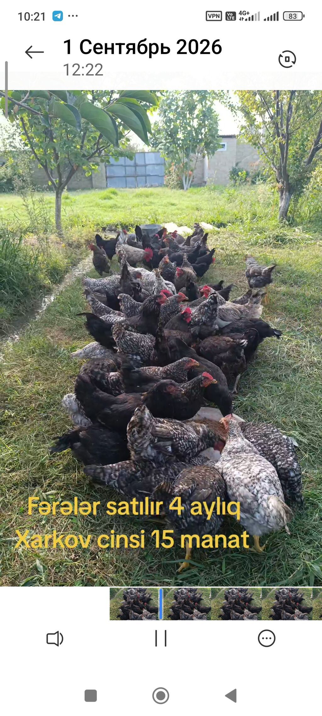Xarkov cinsi fərə toyuqları — 4 aylıq. - Cins: Xarkov - Yaş: 4 ay — Toyuq və xoruz, Göyçay