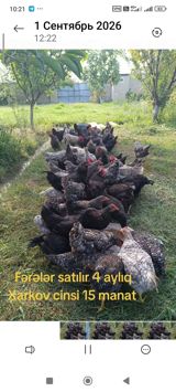 Xarkov cinsi fərə toyuqları — 4 aylıq. - Cins: Xarkov - Yaş: 4 ay — Chickens and roosters