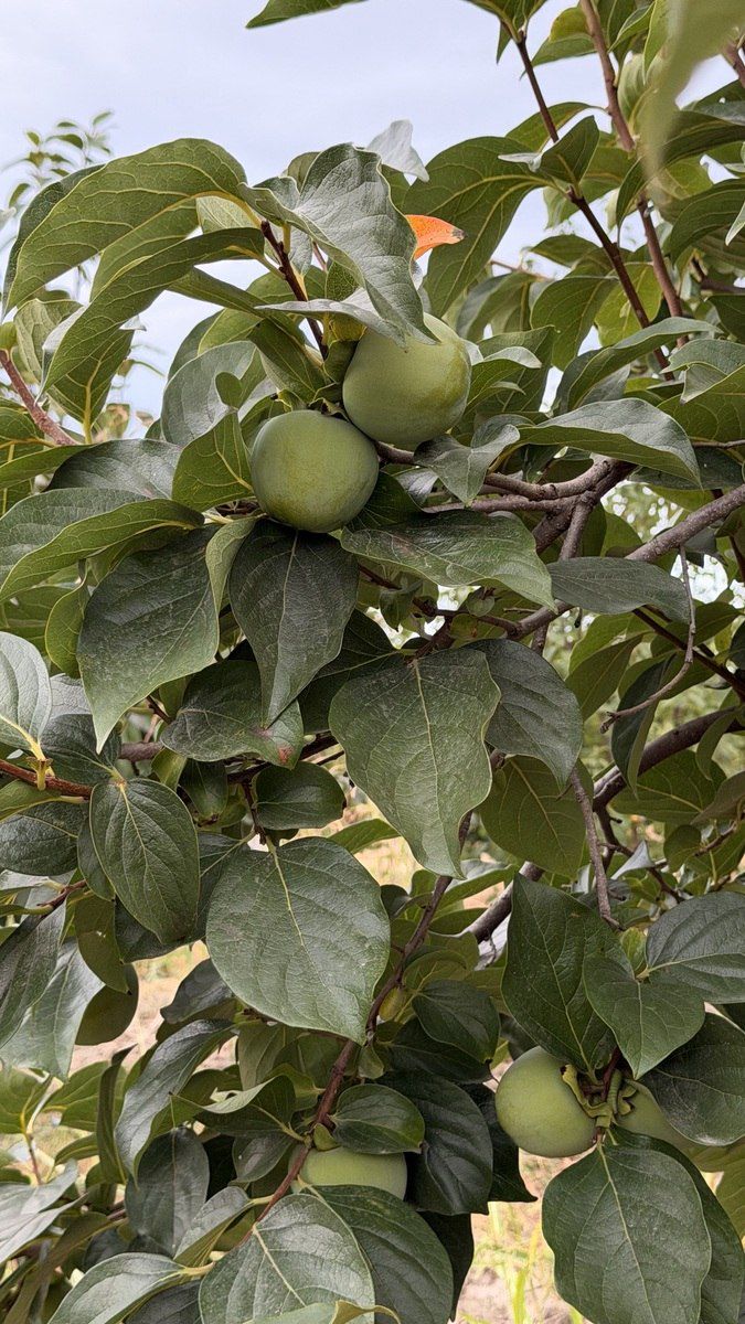 Satılır torpaq 311 sot — Torpaq, Şabran (3)