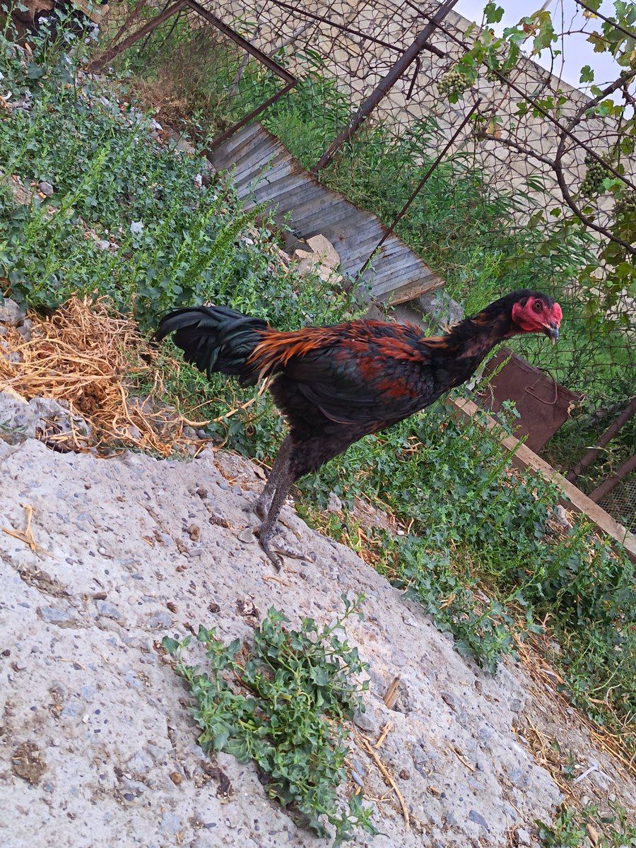 Heyratı xoruzu — Quşlar, Siyəzən (2)