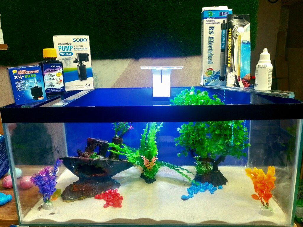 Akvarium — Akvariumlar və balıqlar, Bakı (9)