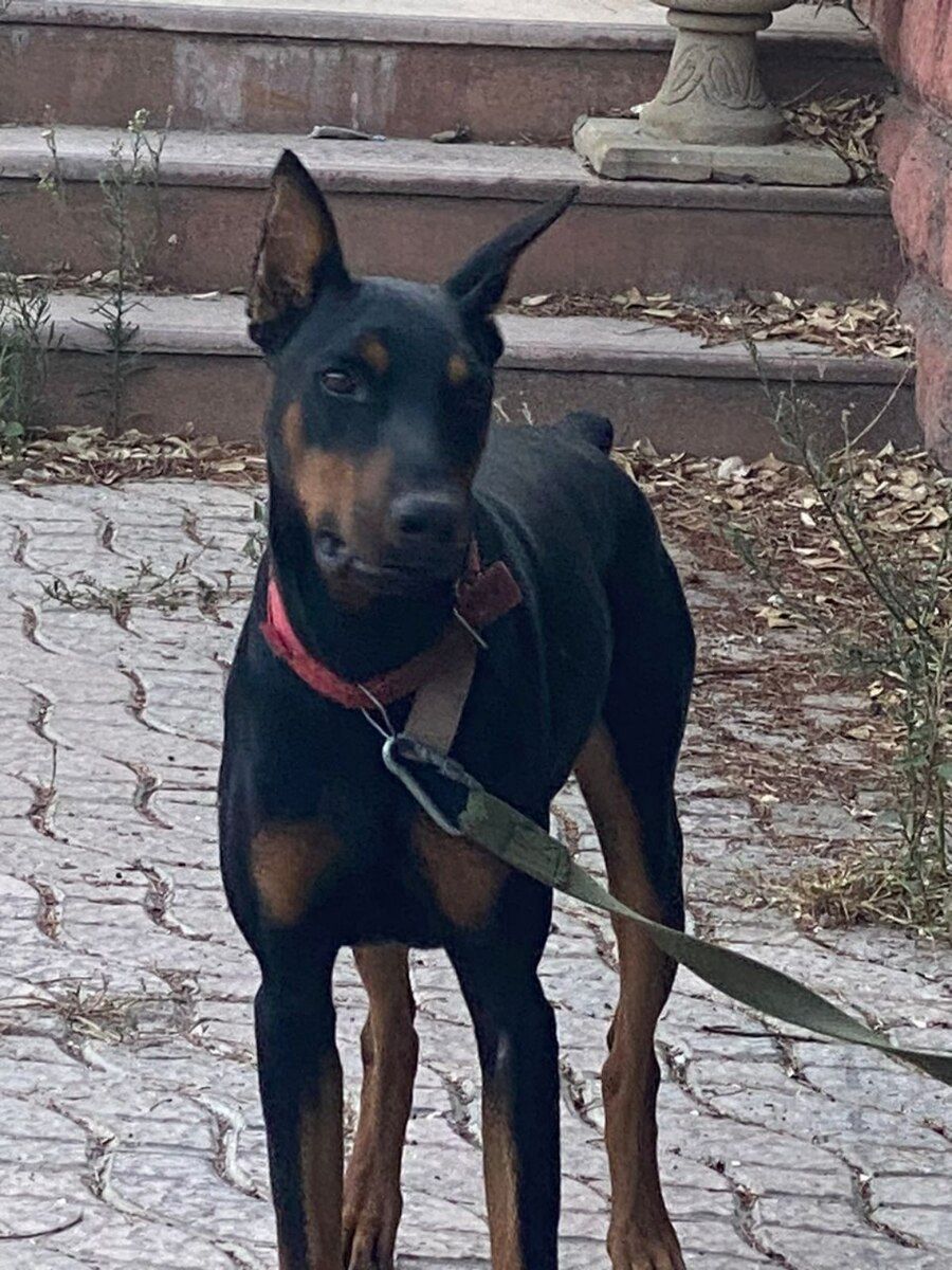 Dobermən — Köpəklər, Bakı (2)