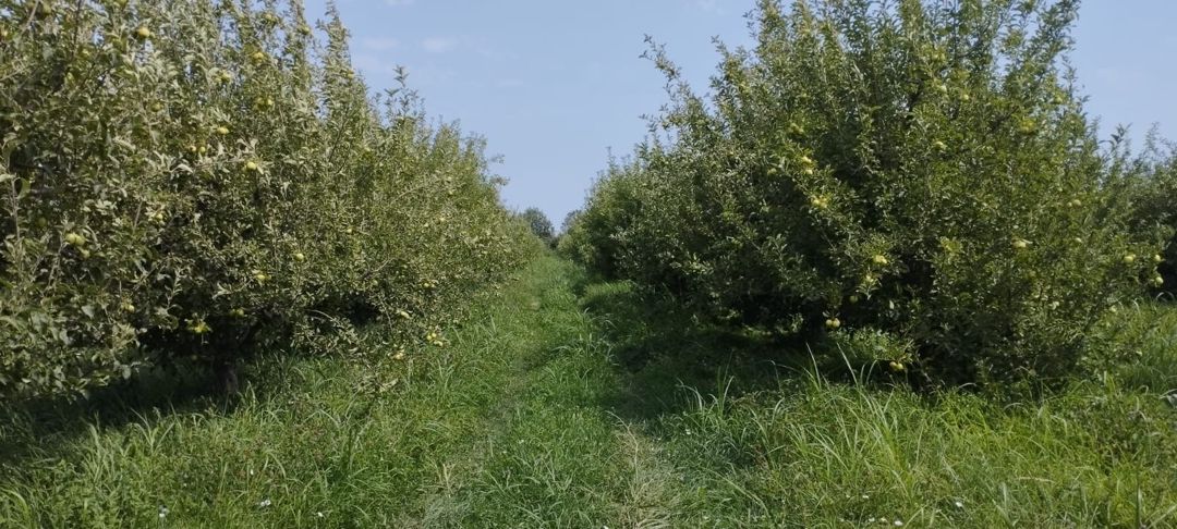 Satılır torpaq 115 sot — Torpaq, Quba (2)
