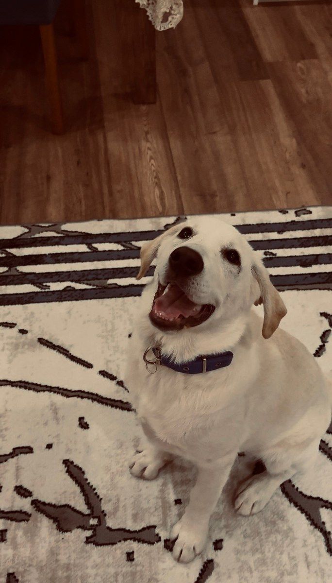 Labrador Retriver etibarlı əllərə verilir — Köpəklər, Bakı (3)