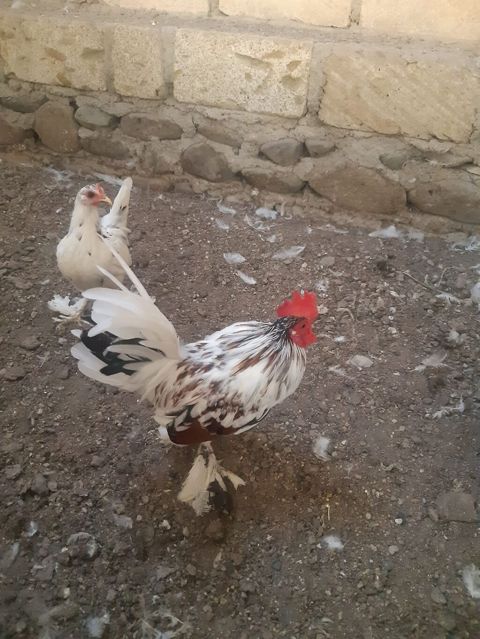 Toyuq, Damazlıq — Gəncə