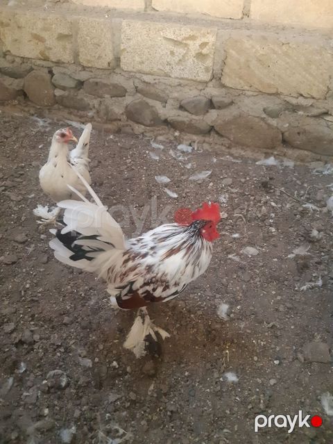 Toyuq, Damazlıq — Gəncə