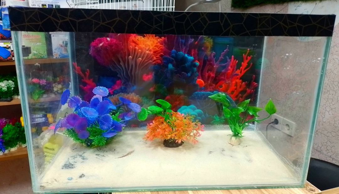 Akvarium — Akvariumlar və balıqlar, Bakı (8)
