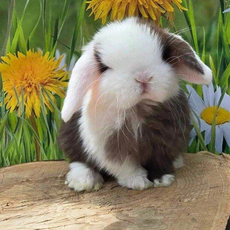 Mini lop dovşanı — Dovşanlar, Bakı (11)