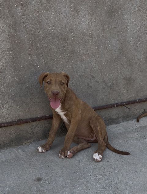 Pitbul, 3 ay, Dişi, Peyvəndli, Ödənişli çatdırılma — Qobu
