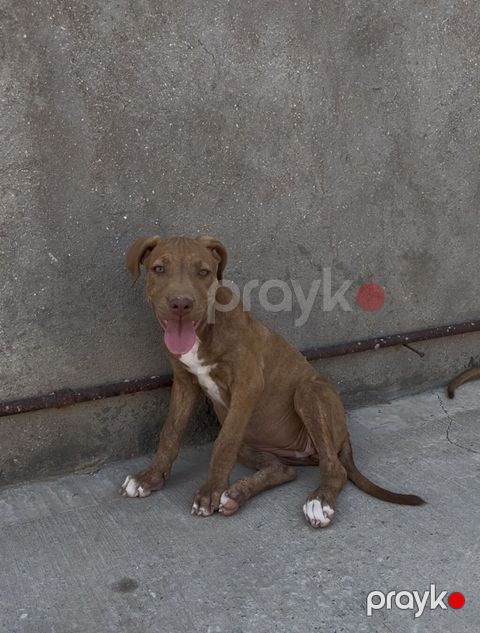 Pitbul, 3 ay, Dişi, Peyvəndli, Ödənişli çatdırılma — Qobu