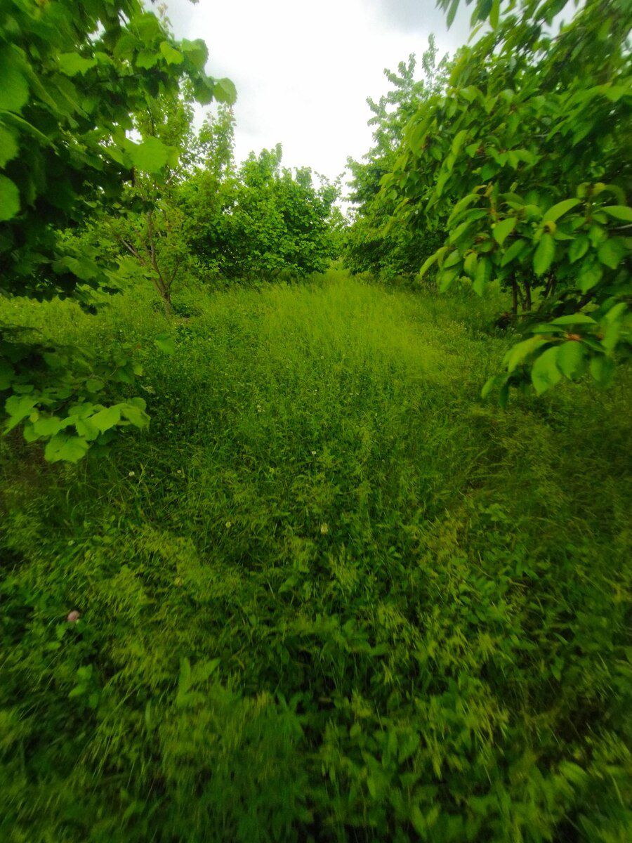65 sot torpaq sahəsi, Xaçmaz r — Torpaq, Xaçmaz (12)