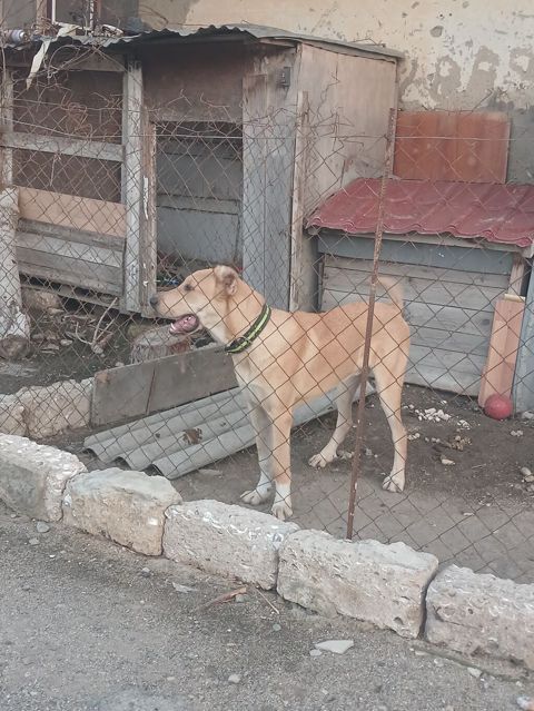 Qafqaz çoban iti, 7 ay, Erkək — Digah