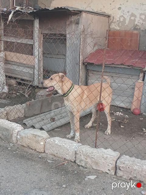 Qafqaz çoban iti, 7 ay, Erkək — Digah