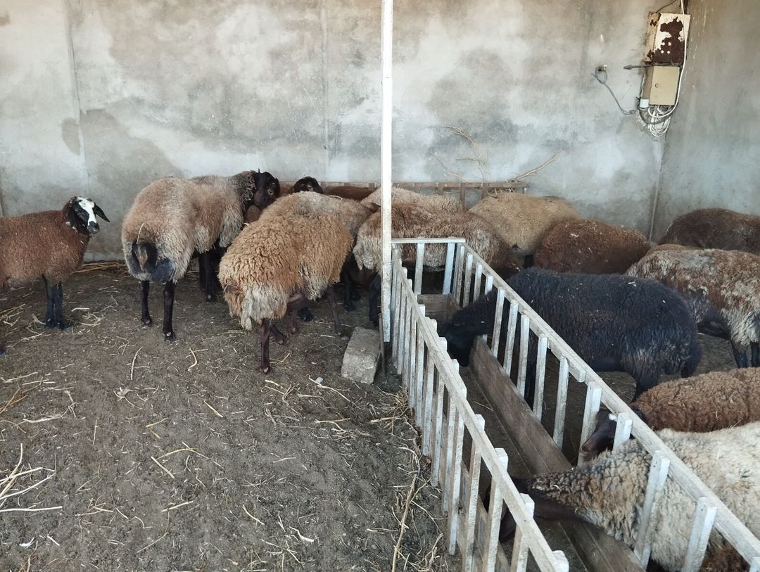 Qoyunlar — Kənd təsərrüfatı heyvanları, Bakı (4)