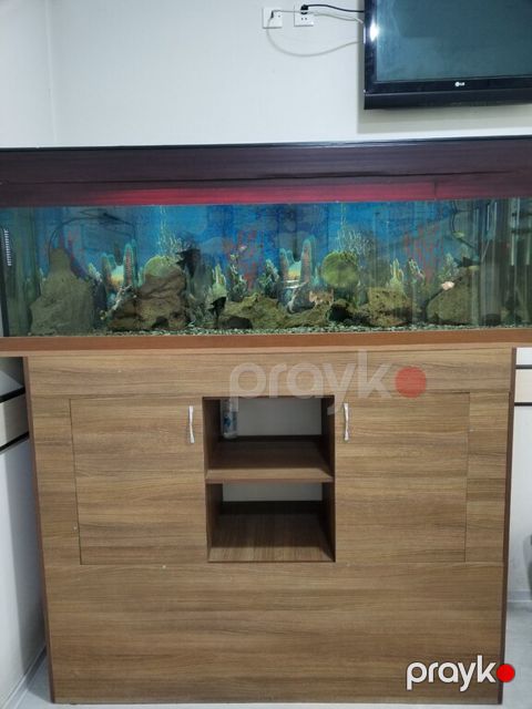 Akvarium — Sumqayıt