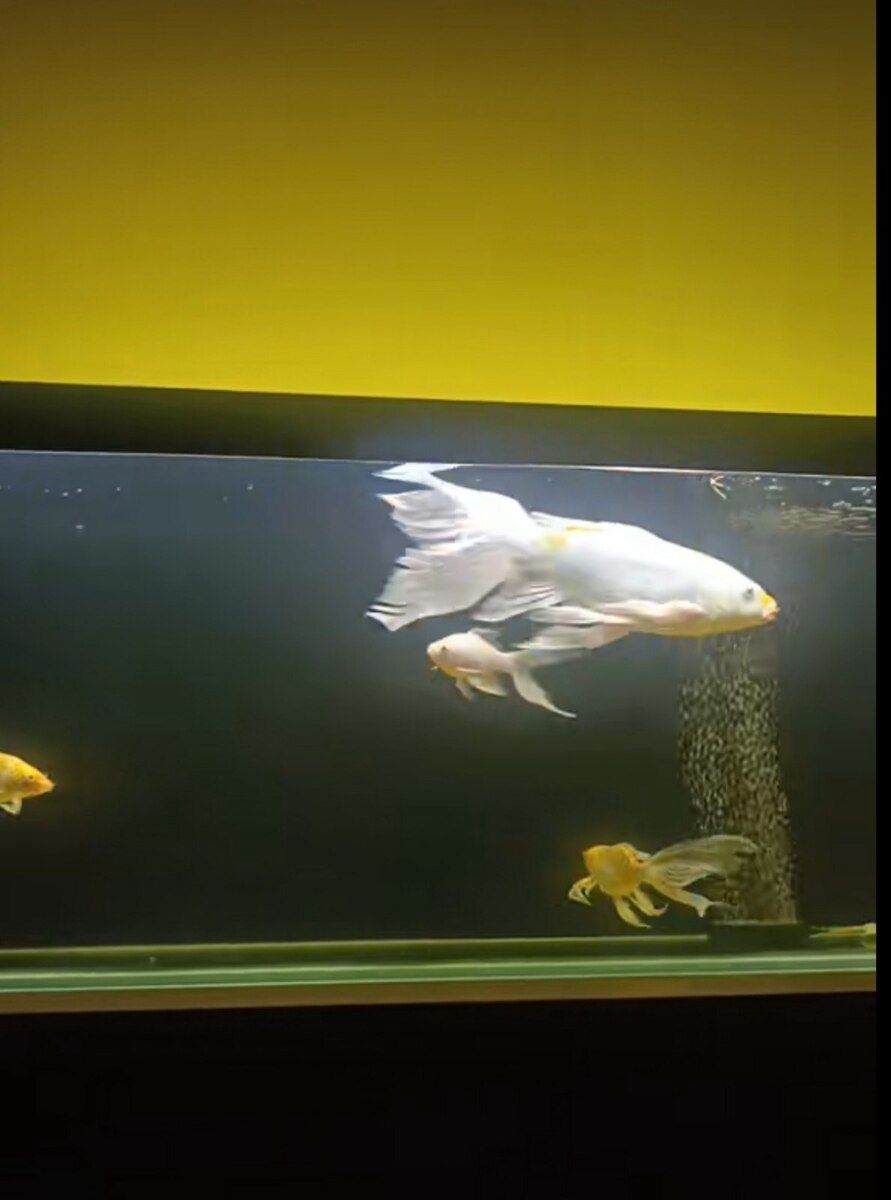 Akvarium və balıqlar — Akvariumlar və balıqlar, Sumqayıt (6)