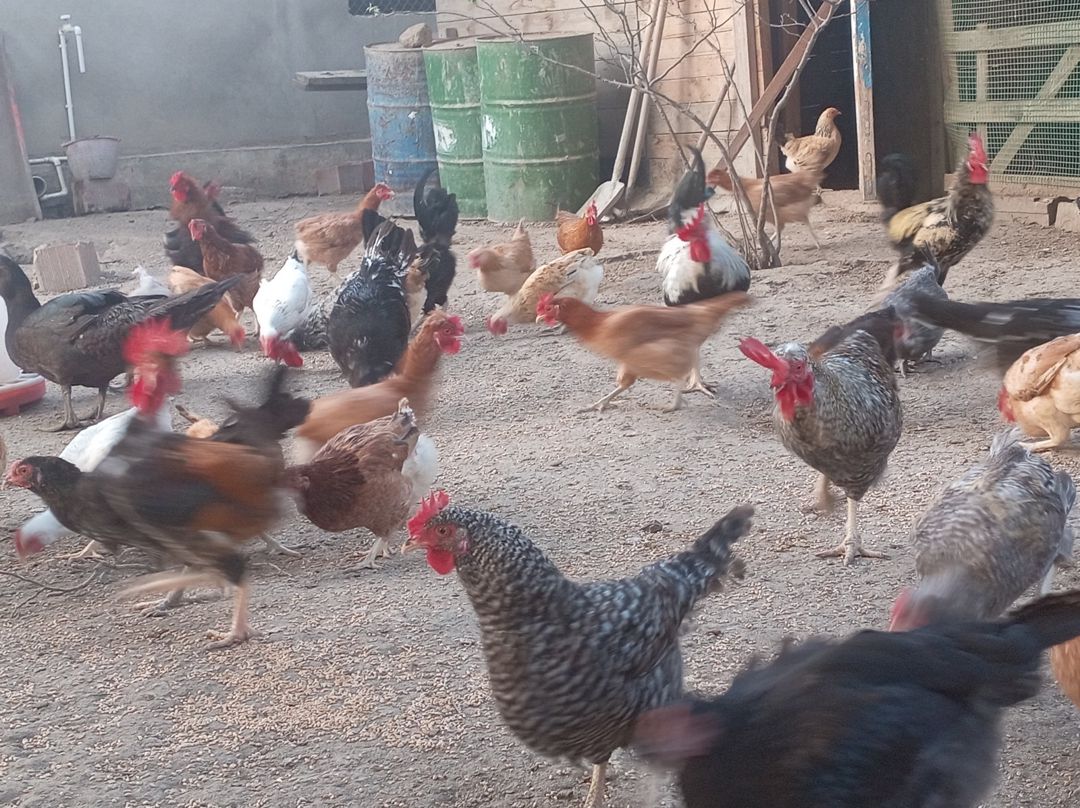 Xoruzlar — Quşlar, Bakı (7)