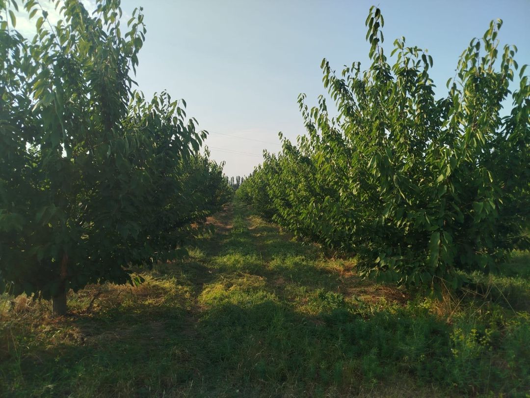 85 sot torpaq sahəsi, Qusar r — Torpaq, Qusar (8)