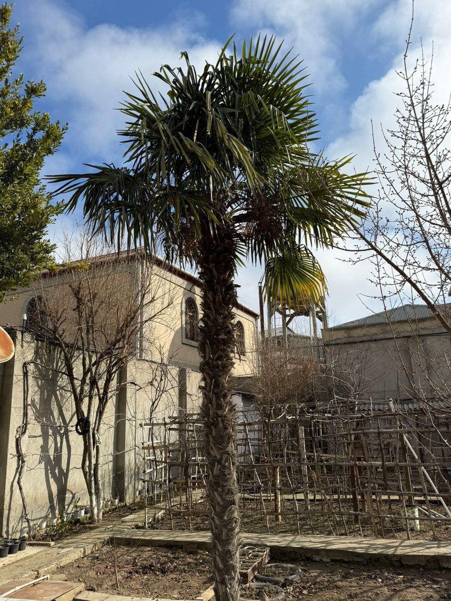 Palma ağacı — Bitkilər, Bakı (2)