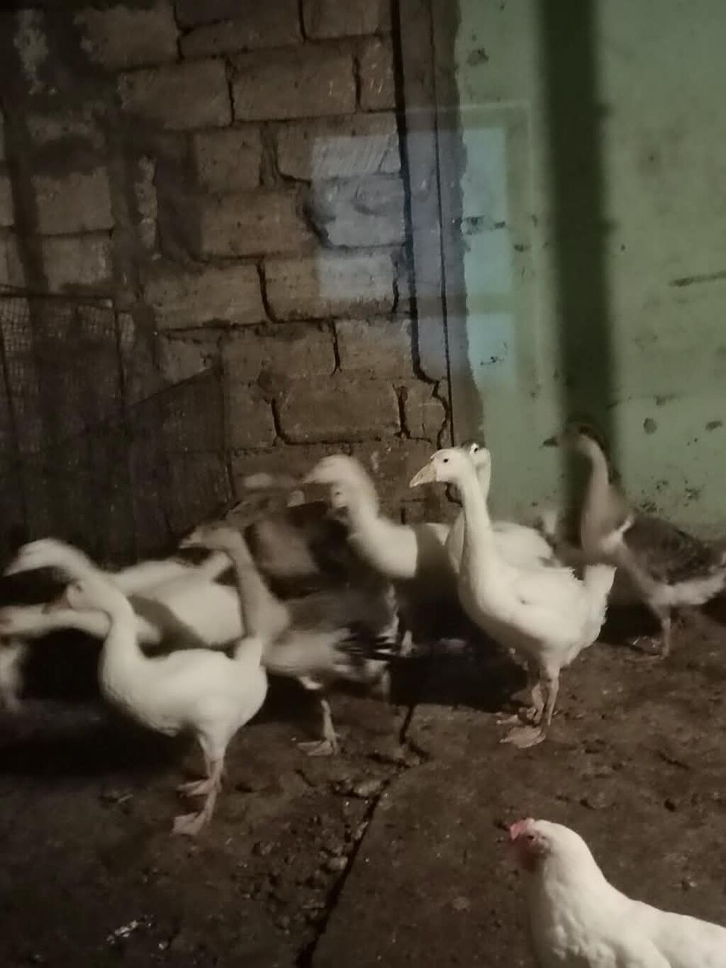 Satlıq qazlar. kuban qallari Şəkillərdə ağ və boz rəngli qazlar — Digərləri, Bakı (4)