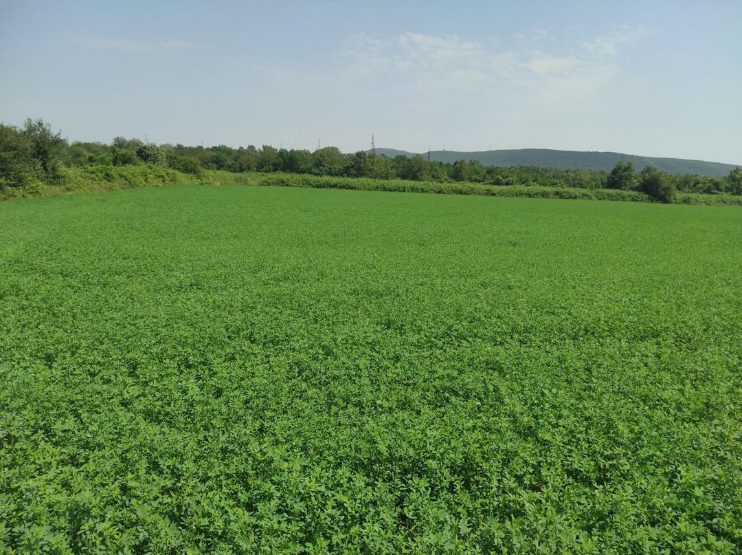 Satılır torpaq 237 sot — Torpaq, Qəbələ (2)