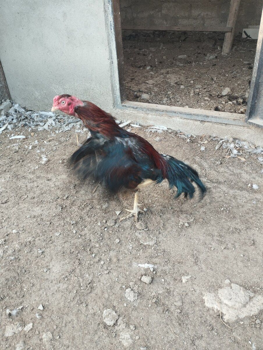 Heyratı — Quşlar, Bakı (6)