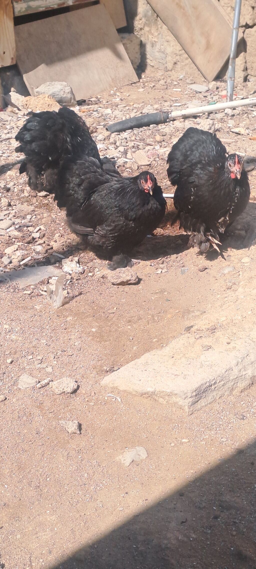 Toyuq, Damazlıq — Toyuq və xoruz, Bakı (3)