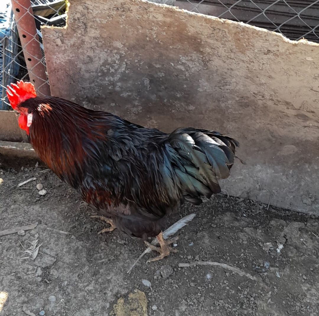 Mayalı kənd toyuğu yumurtaları — Quşlar, Xaçmaz (11)