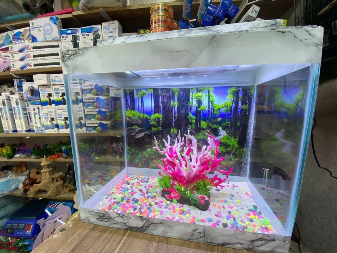 Akvarium — Akvariumlar və balıqlar, Bakı (2)