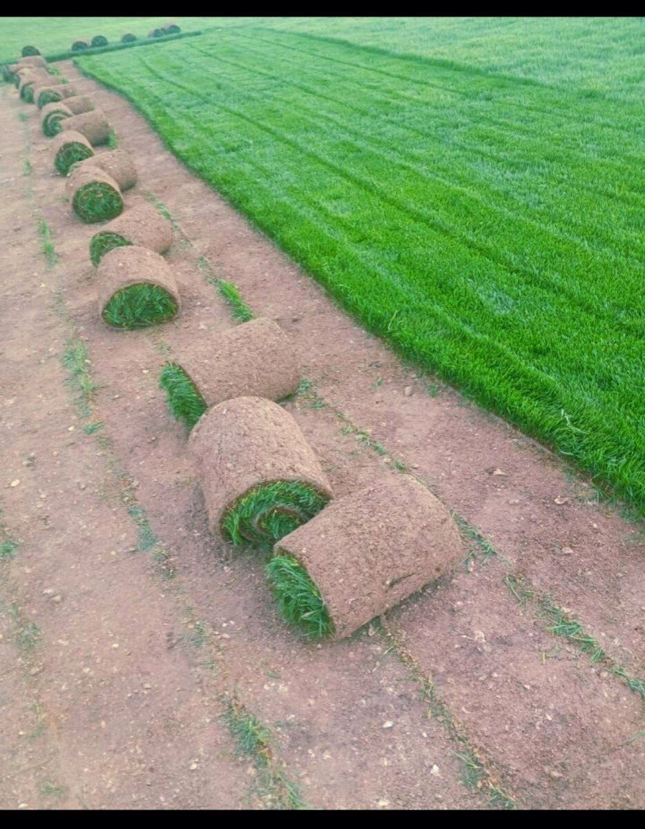 Qazon — Bitkilər, Bakı (10)
