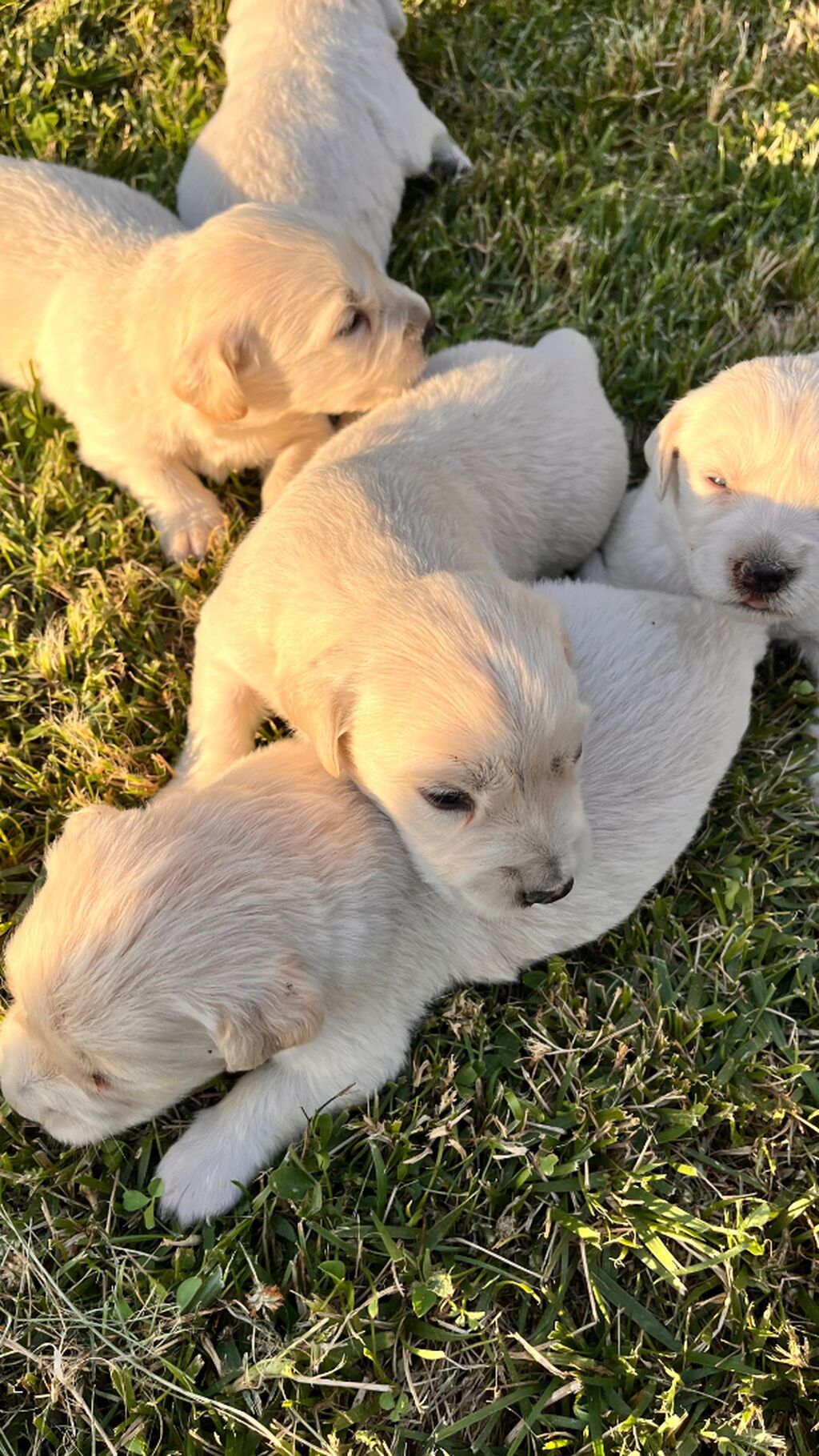 Retriever, 1 ay — Köpəklər, Gəncə (4)