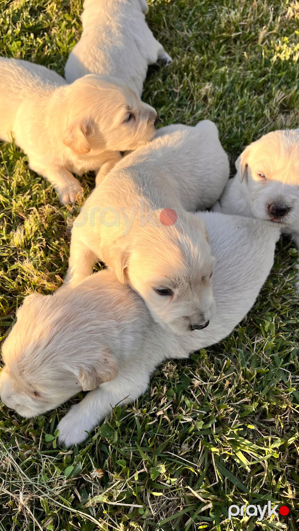 Retriever, 1 ay — Köpəklər, Gəncə (4)