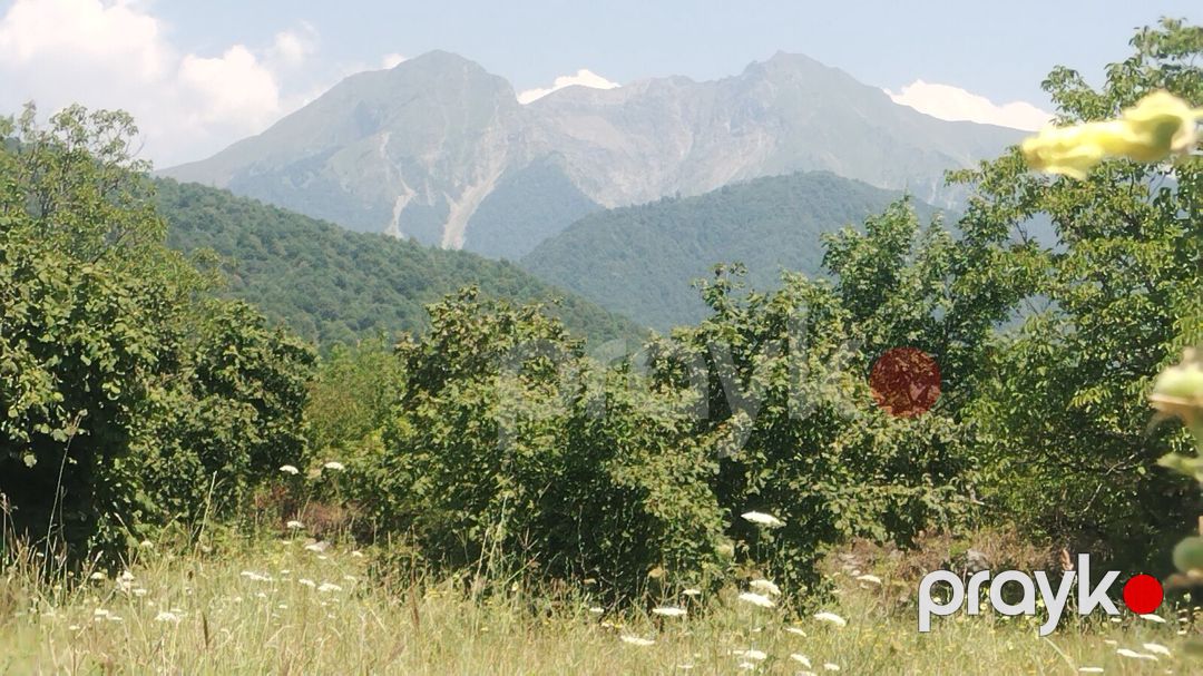 Satılır torpaq 56 sot — Torpaq, Qəbələ (2)