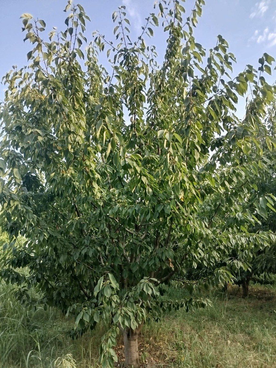 85 sot torpaq sahəsi, Qusar r — Torpaq, Qusar (11)