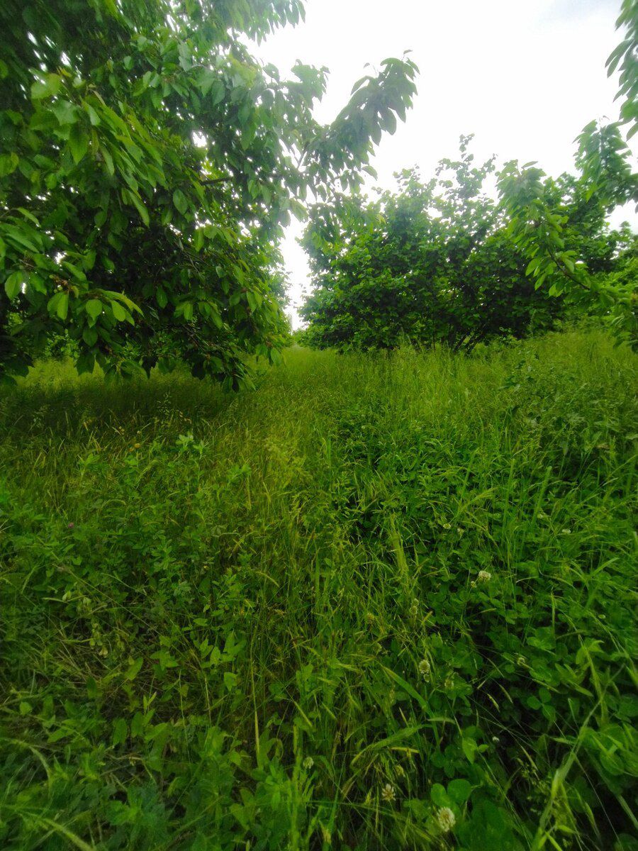 65 sot torpaq sahəsi, Xaçmaz r — Torpaq, Xaçmaz (7)